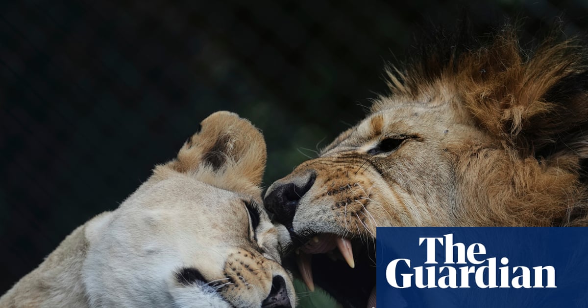 Troubled New Zealand wildlife park euthanizes two lions, fate of five more unclear