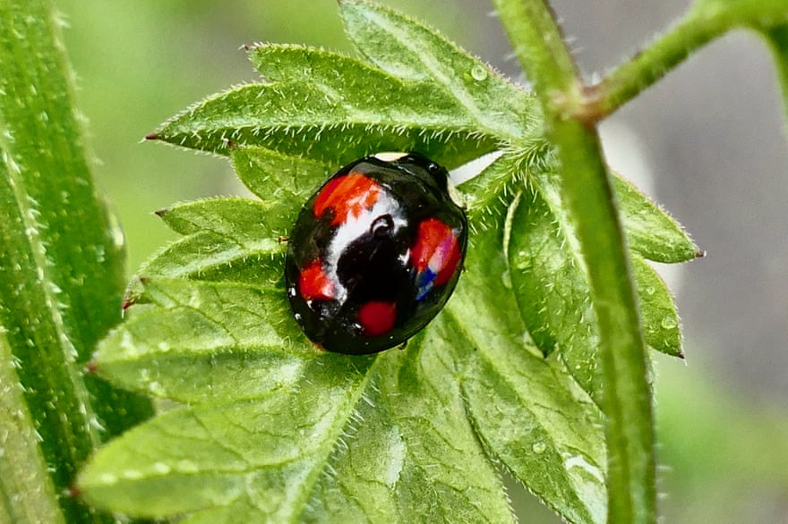 Harlequin ladybird