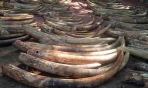 Ivory seized in Mombasa, Kenya, in June 2014, and used in evidence in the trial of Feisal Mohammed Ali on charges of ivory trafficking.