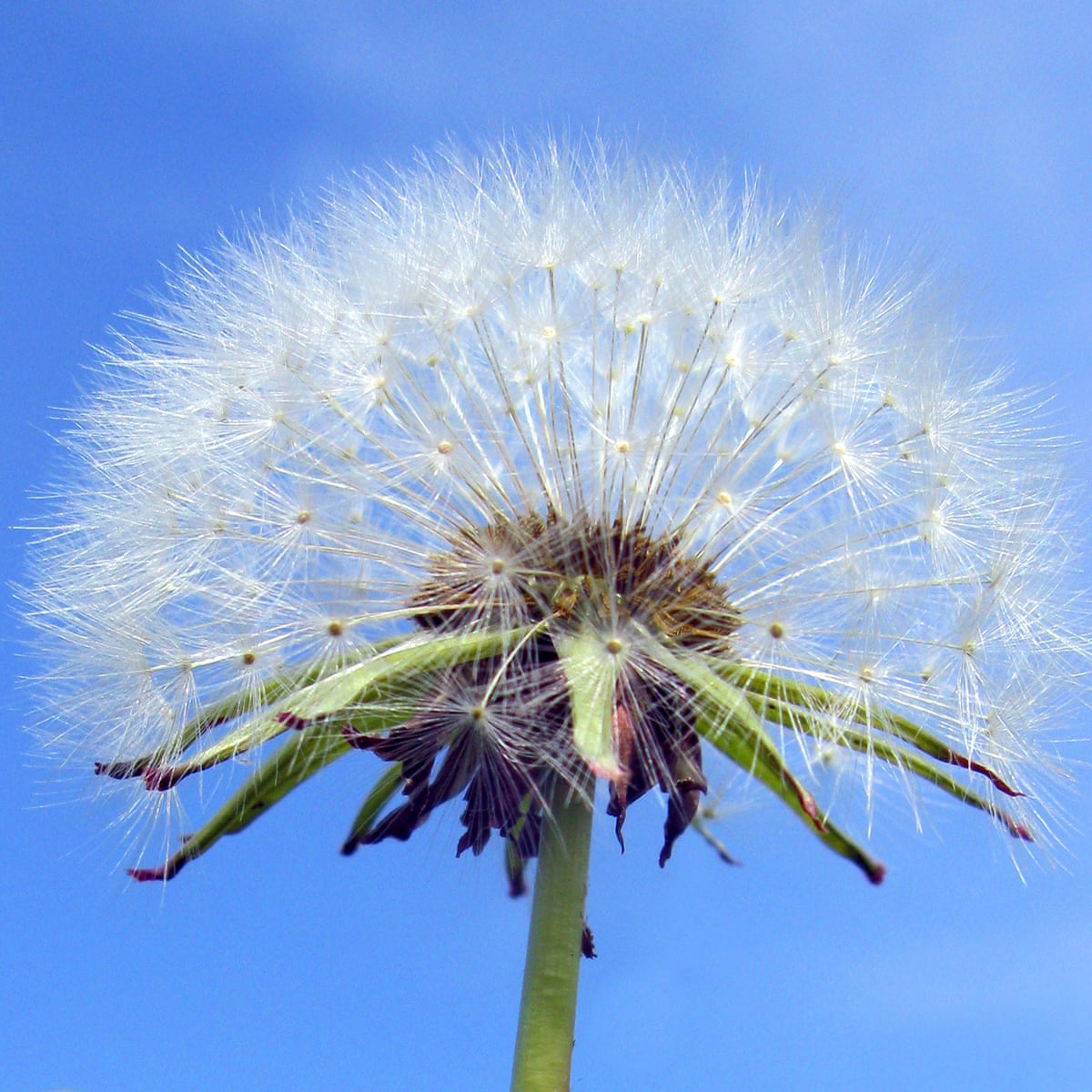 Why The Dandelion Blows Away Some Plant Collectors Gardening Advice The Guardian