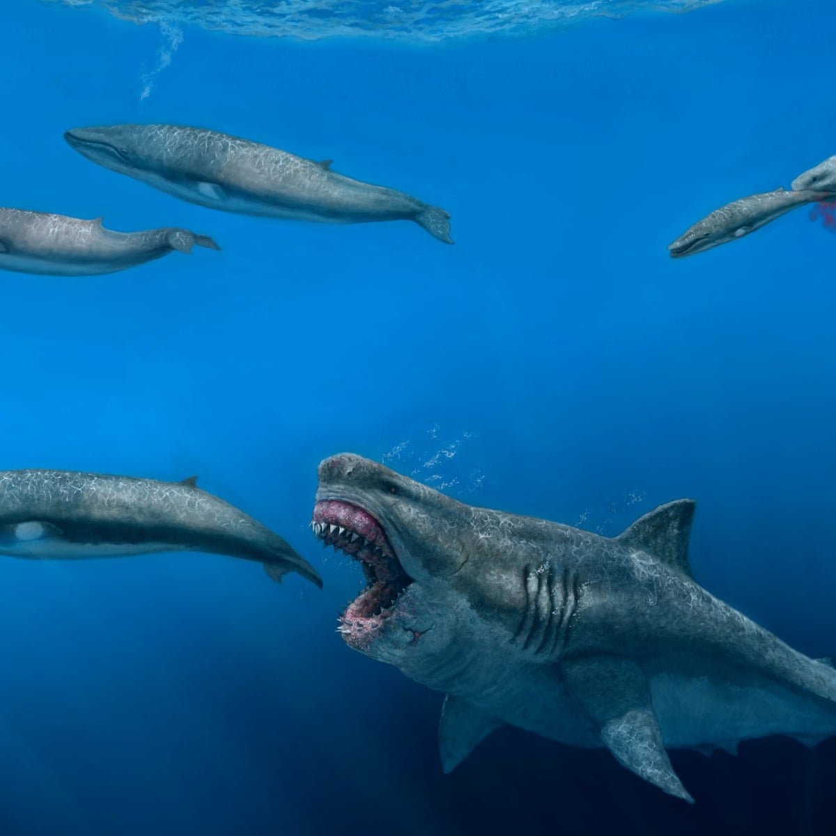 Megalodon Shark Vs Whale Shark