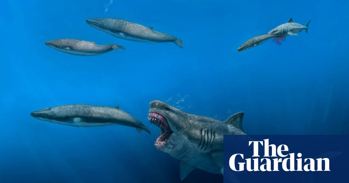Ancient megalodon shark could eat a whale in a few bites, research suggests