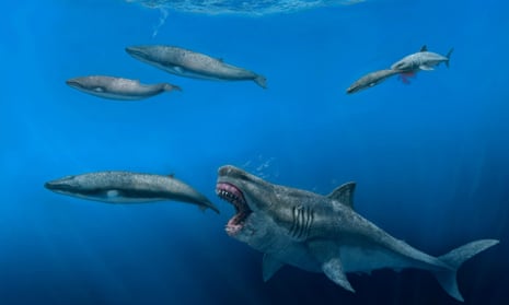 Megalodon sharks eating whales in the ocean