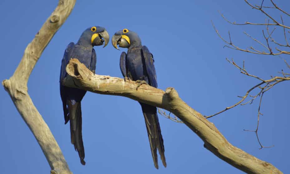 Endangered hyacinth macaws in the Brazilian Pantanal.