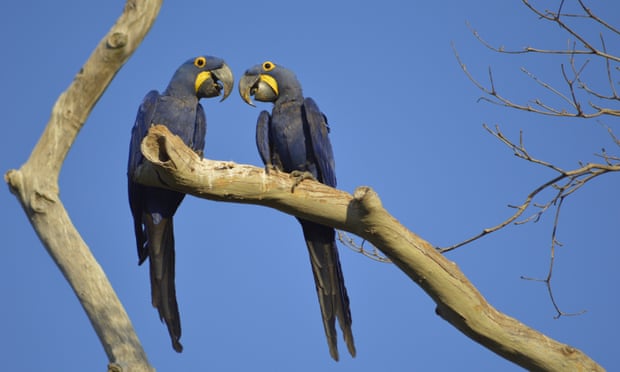 Fears for endangered macaw as fire devastates Brazilian wetland Fears for endangered macaw as fire devastates Brazilian wetland