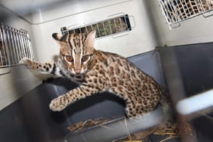 Um gato leopardo resgatado de um poço seco por funcionários florestais