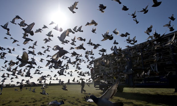 Pigeons being released into the sky from a field in Nottinghamshire.