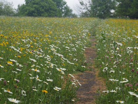 A wildflower meadow near Grassington
