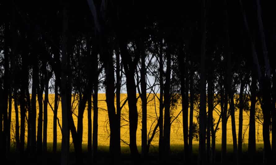 A field of canola crops seen through trees near the New South Wales town of Harden