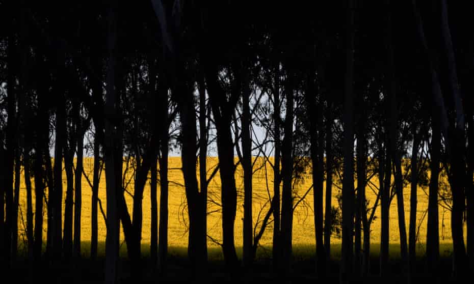 A field of yellow Canola crops is seen through trees