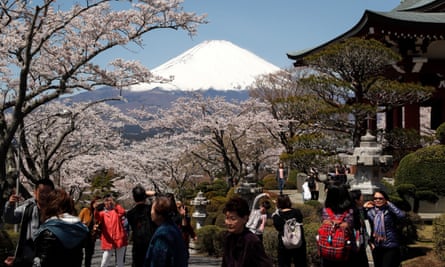 Tourists view Mount Fuji with cherry blossoms in full bloom in the city of Gotemba.