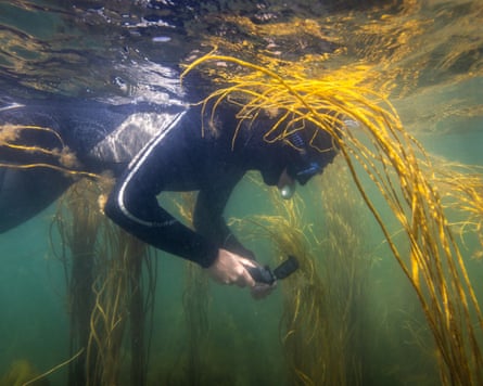 A diver with a camera among weeds underwater