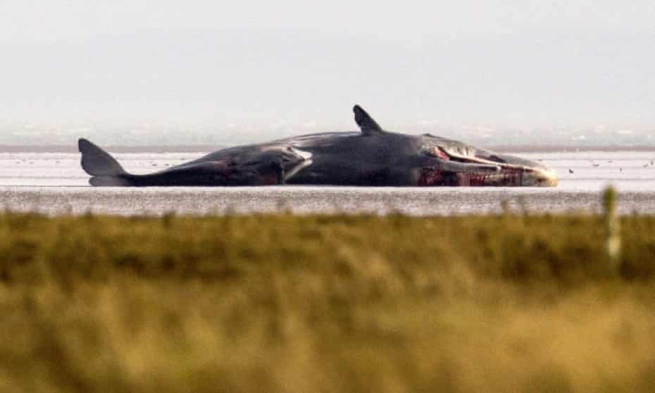 A fifth Sperm Whale is washed ashore near Skegness several miles further along the Lincolnshire coastline where another four were washed up earlier in Skegness. 