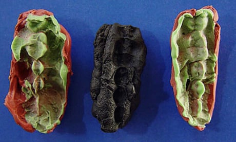 Close-up photo of the black lump, with large teeth marks, next to the green-coloured casts made from it