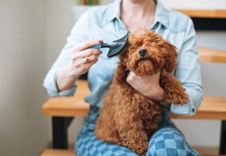 A caring owner grooming her adorable poodle puppy on stairs at home