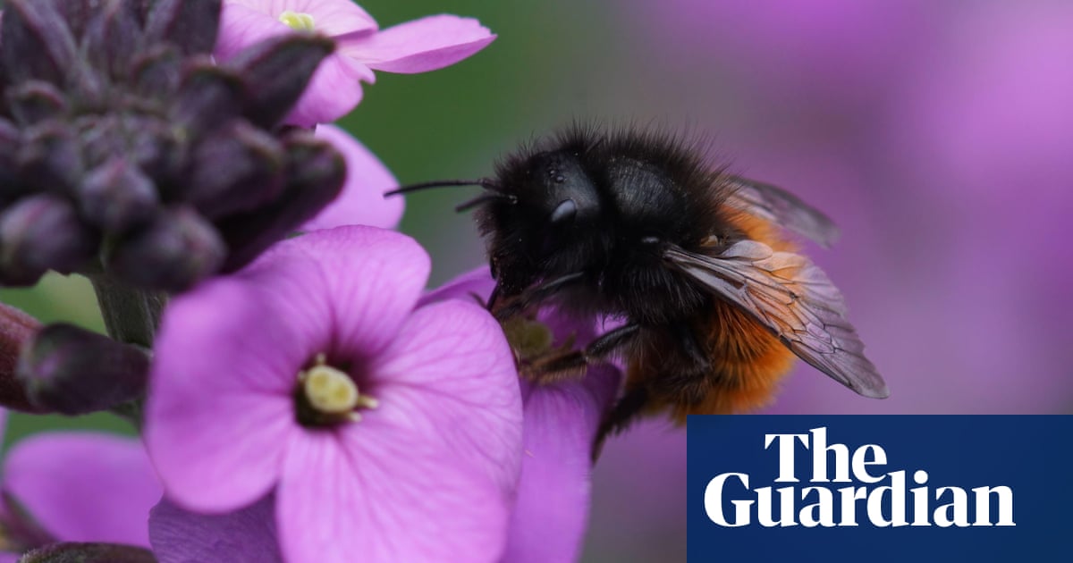 Specieswatch: new honeybee species in the UK a rare gain in a changing climate