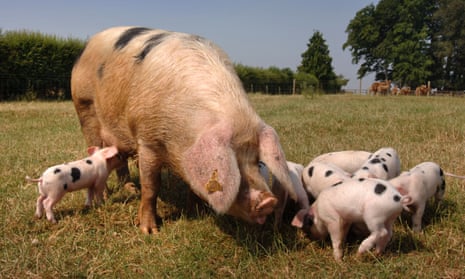 A Gloucester Old Spot sow with piglets