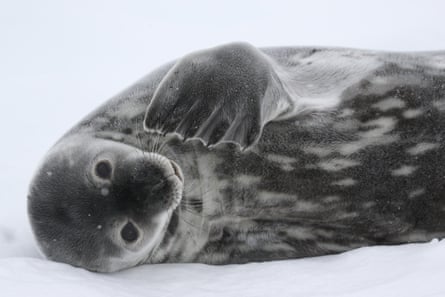 A mottled grey seal lying on its side