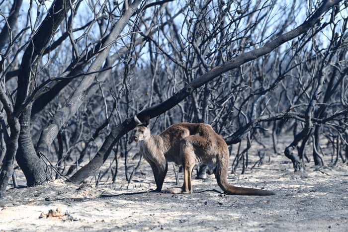 Kangaroo Island Bushfires Grave Fears For Unique Wildlife After Estimated 25 000 Koalas Killed Australia News The Guardian