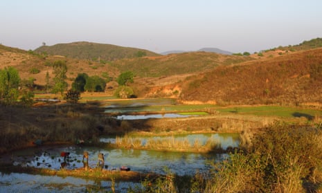 A paddy field in Koraput
