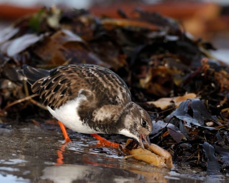 Turnstone (Arenaria interpres) single bird probing dead kelp stem for invertebrate prey at low tide on sandy beach, Northumberland, England.
