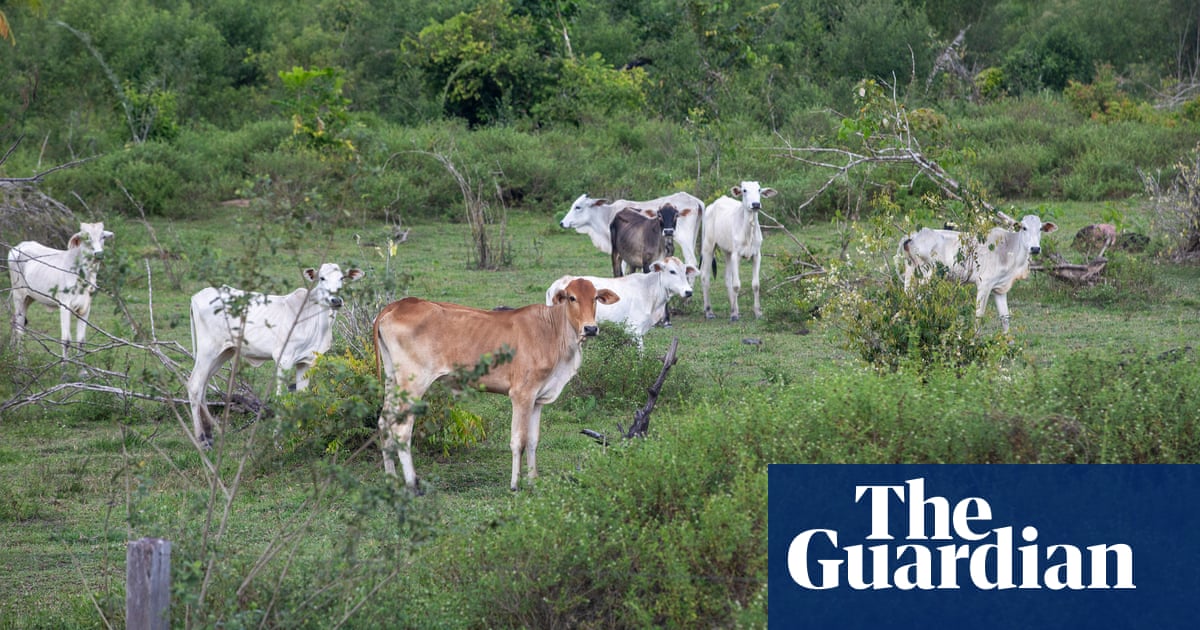 Leading burger supplier sourced from Amazon farmer guilty of deforestation