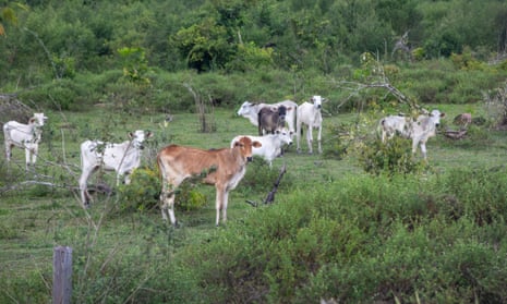 Livestock in an area embargoed by IBAMA (Brazilian Institute of Environment and Natural Renewable Resources) in the municipality of Sao Felix do Xingu, in the state of Para.