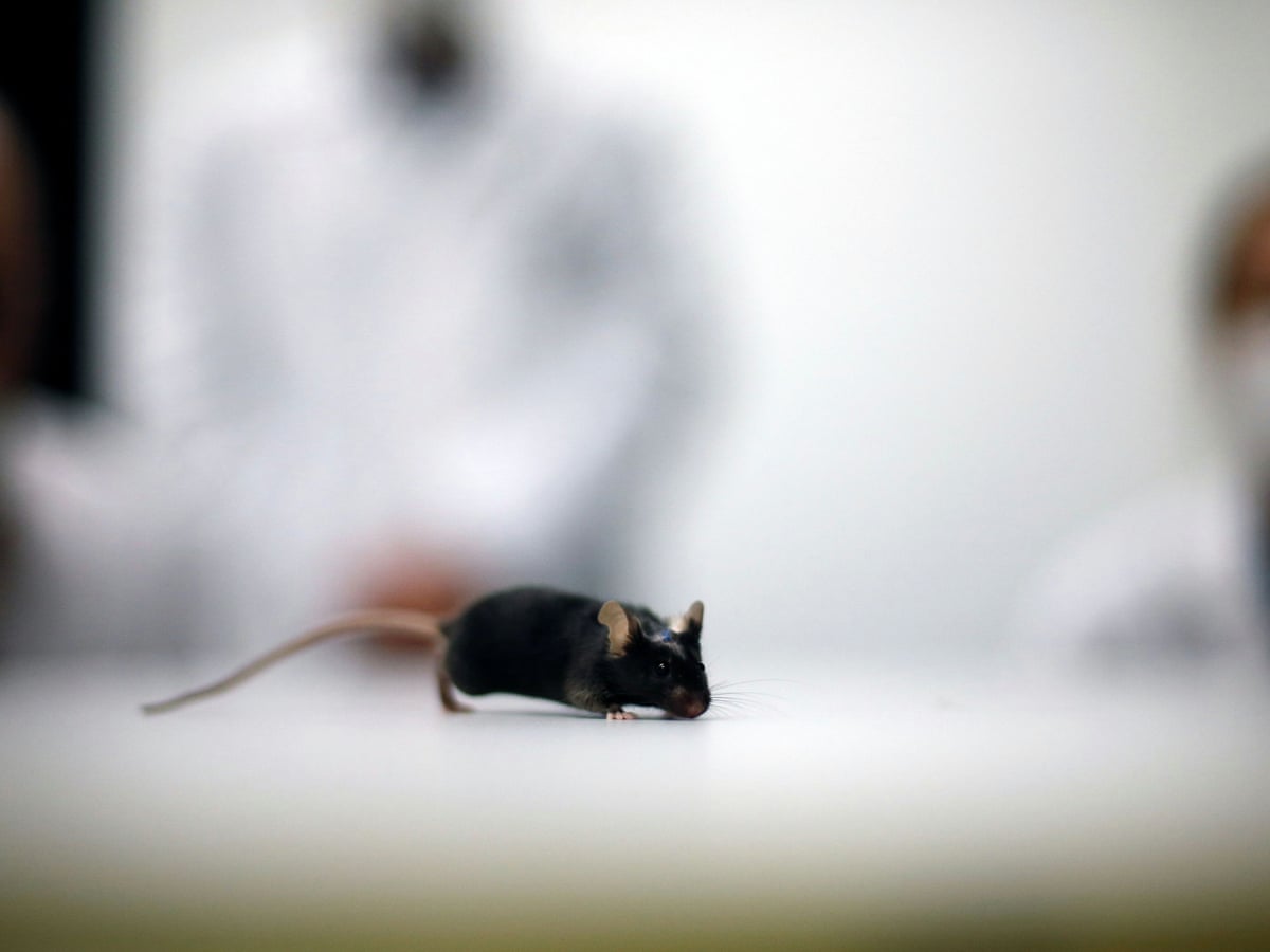 Australian supplier of lab animals to close, sparking fresh debate about  use of mice and rats in research | Australia news | The Guardian
