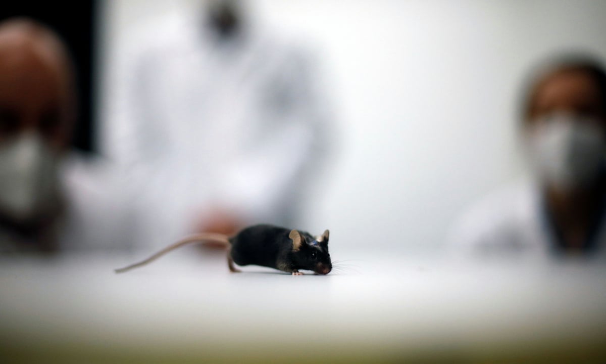 Lab Mouse Dead Black Lab Mice