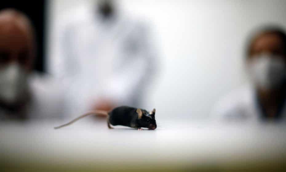 File photo of a mouse in a university lab