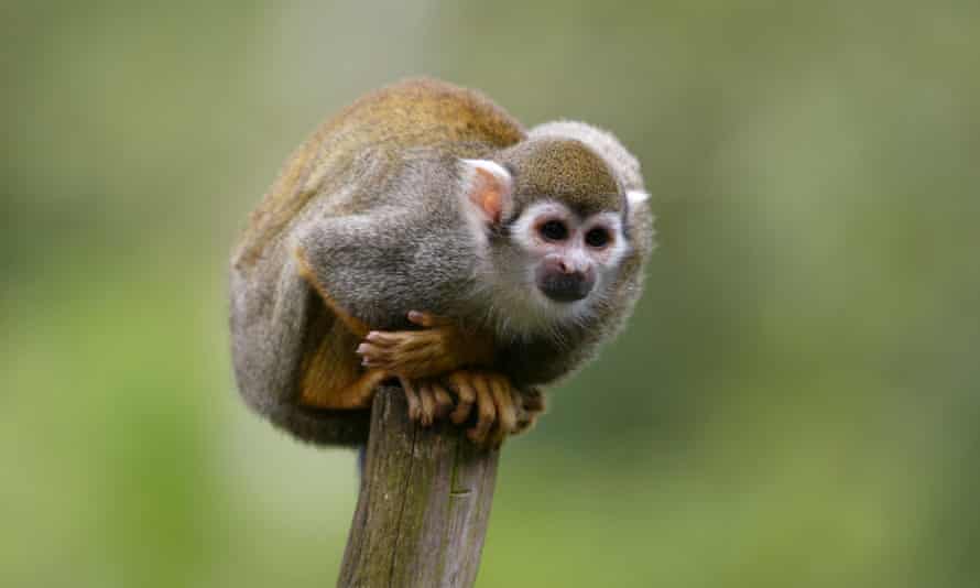 Squirrel monkeys are on the dangerous animals list.