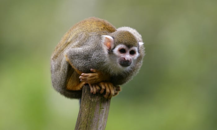 No More Monkey Business Why Primates Should Never Be Pets Pets The Guardian