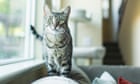 I got a camera to spy on my cat - and it made me question everything about myself