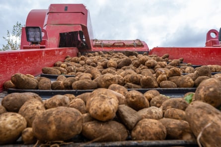 A machine separates potatoes from rocks in McCain Farm.