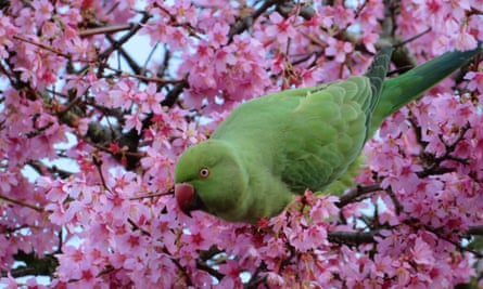 Blossoming trees near Victoria Park with a parakeet