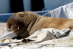 A young female walrus nicknamed Freya rests on a boat in Frognerkilen, Oslo Fjord, Norway. For a week, the young female walrus has enamoured Norwegians by basking in the sun of the Oslo fjord, making a splash in the media and bending a few boats
