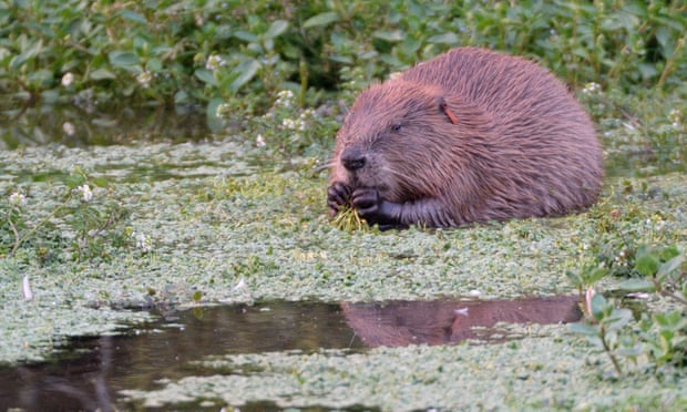 A female beaver born wild on the River Otter in Devon.