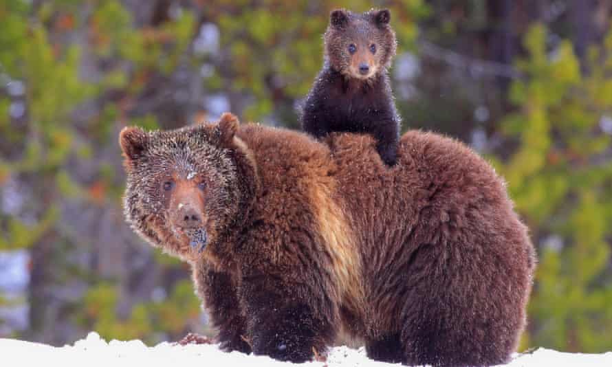 A baby grizzly bear climbs on its mother’s back in a snowy Yellowstone