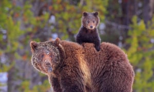 grizzly bears