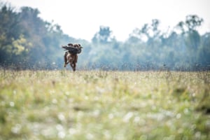 A vizsla dog retreives a pheasant during a fowl and upland game hunting skill competition