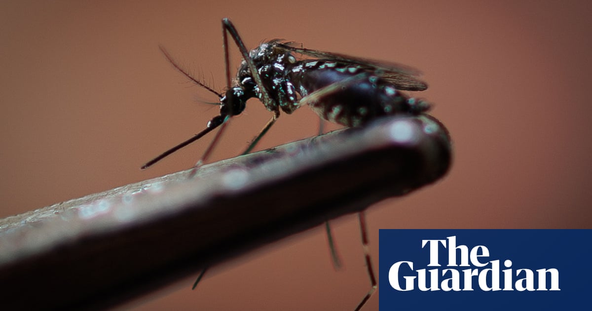 Brazil to release millions of anti-dengue mosquitoes as death toll from outbreak mounts | Global health