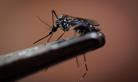 A dengue-transmitting mosquito, Aedes aegypti, in São Paulo, Brazil.