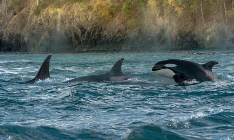 Orcas dive through the Salish Sea.