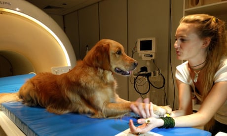 Cats Can Recognise Their Own Names Say Scientists Animal Behaviour The Guardian