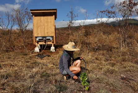 a person kneels to water a plant on a patch of land