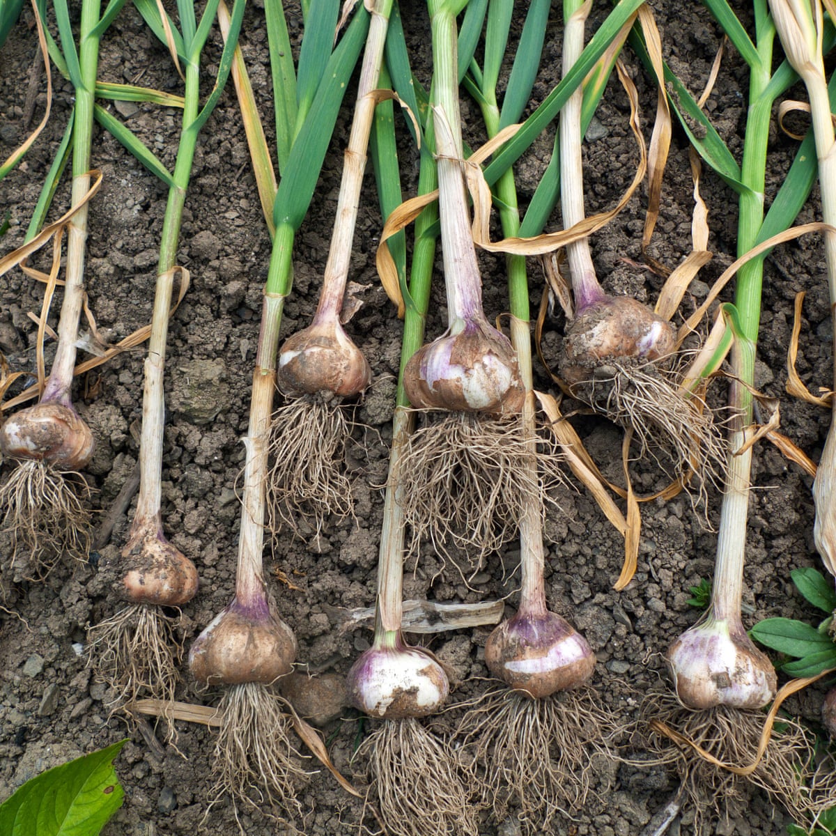 How To Grow The Best Garlic Alys Fowler Life And Style The