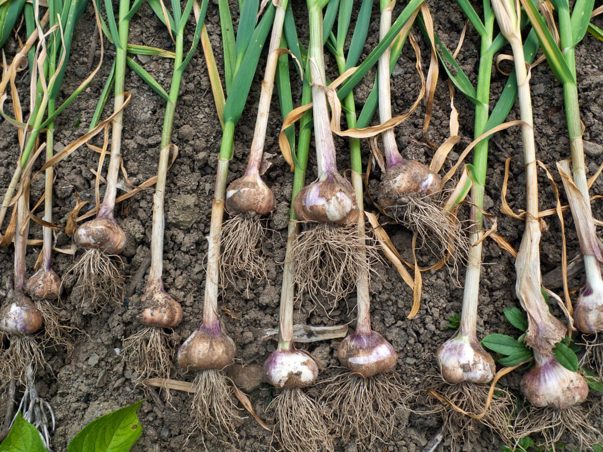 How To Grow The Best Garlic Alys Fowler Life And Style The