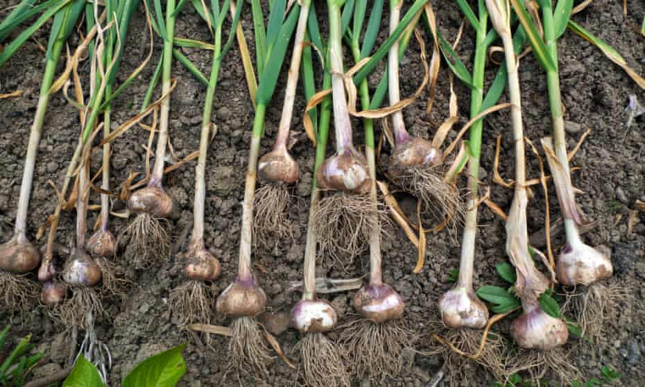‘Any garlic clove will grow over the winter, but what you want is something substantial.’