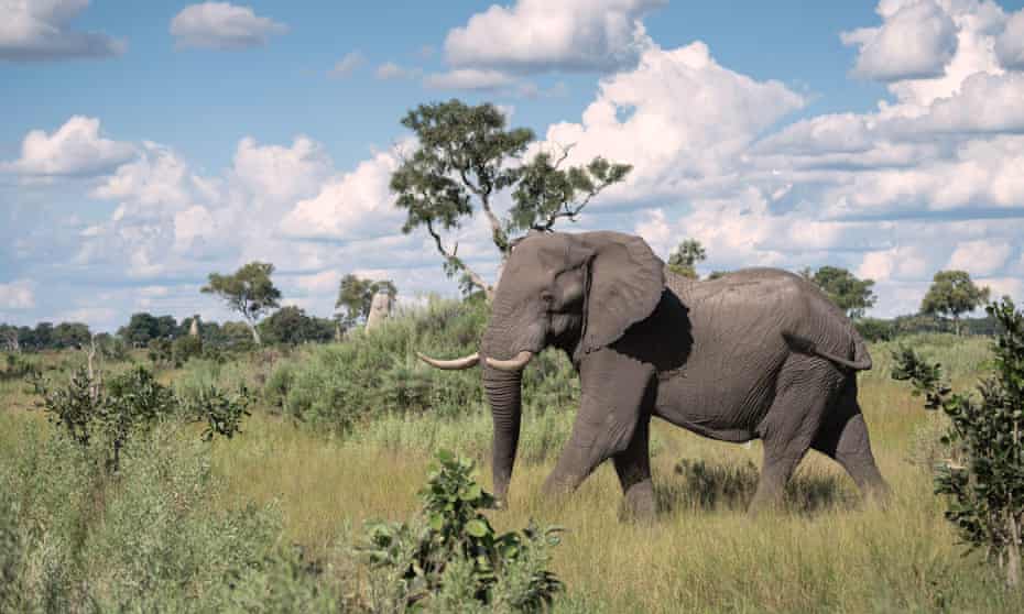 In countries such as Botswana, trophy hunting is used to fund conservation.