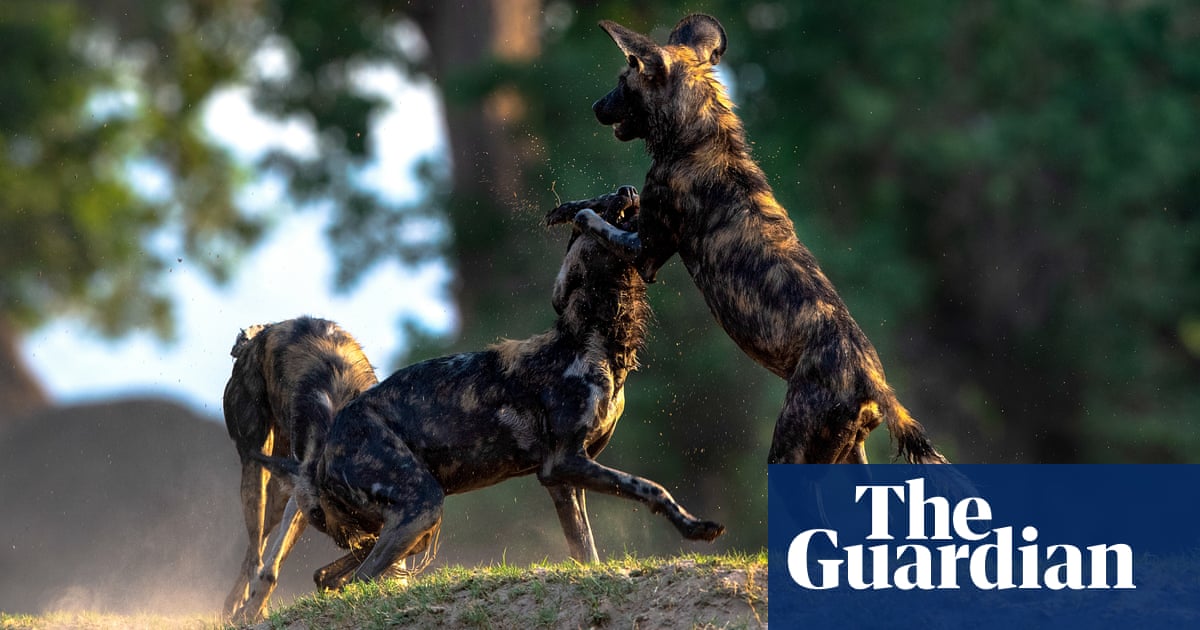 Zimbabwean ranger brings unloved painted dogs back from brink